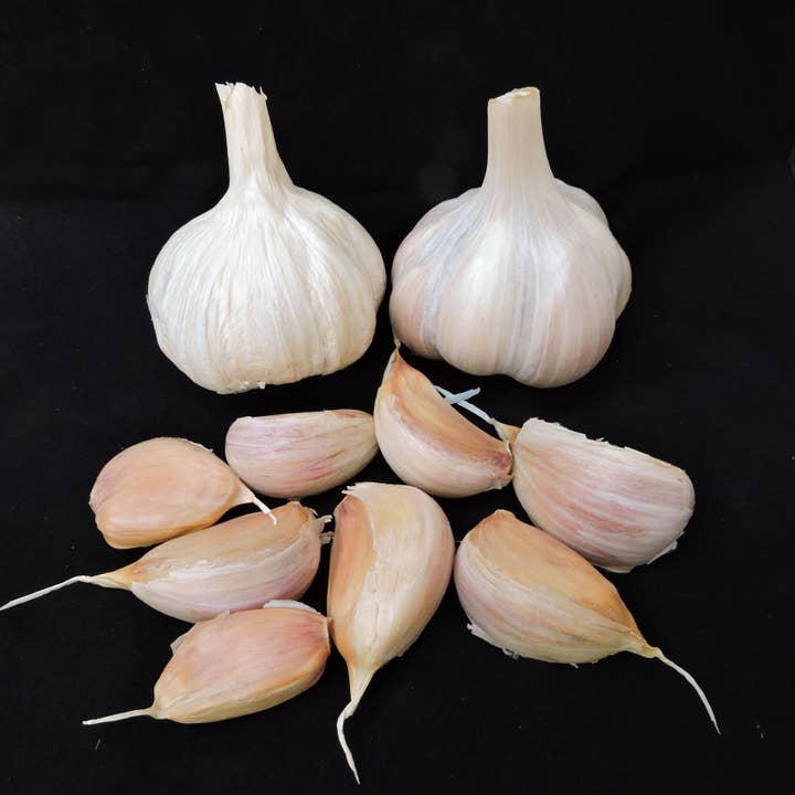 Montana Farmacy – Großhandel Tinkturen – Frische Kräutertinktur aus Erbstück-Knoblauch