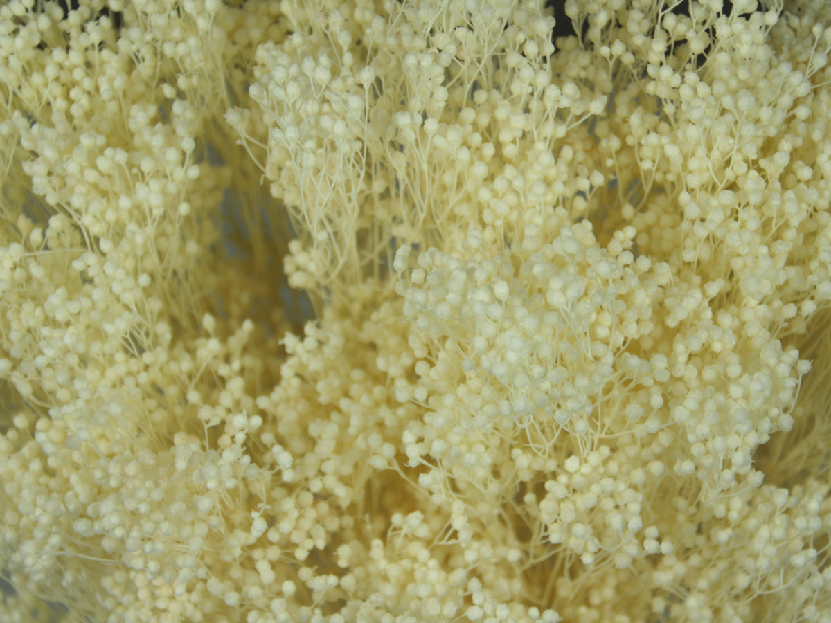 Concari.flores Preservadas - Wholesale Dried/Pressed Flowers - BROOMS PRESERVED1