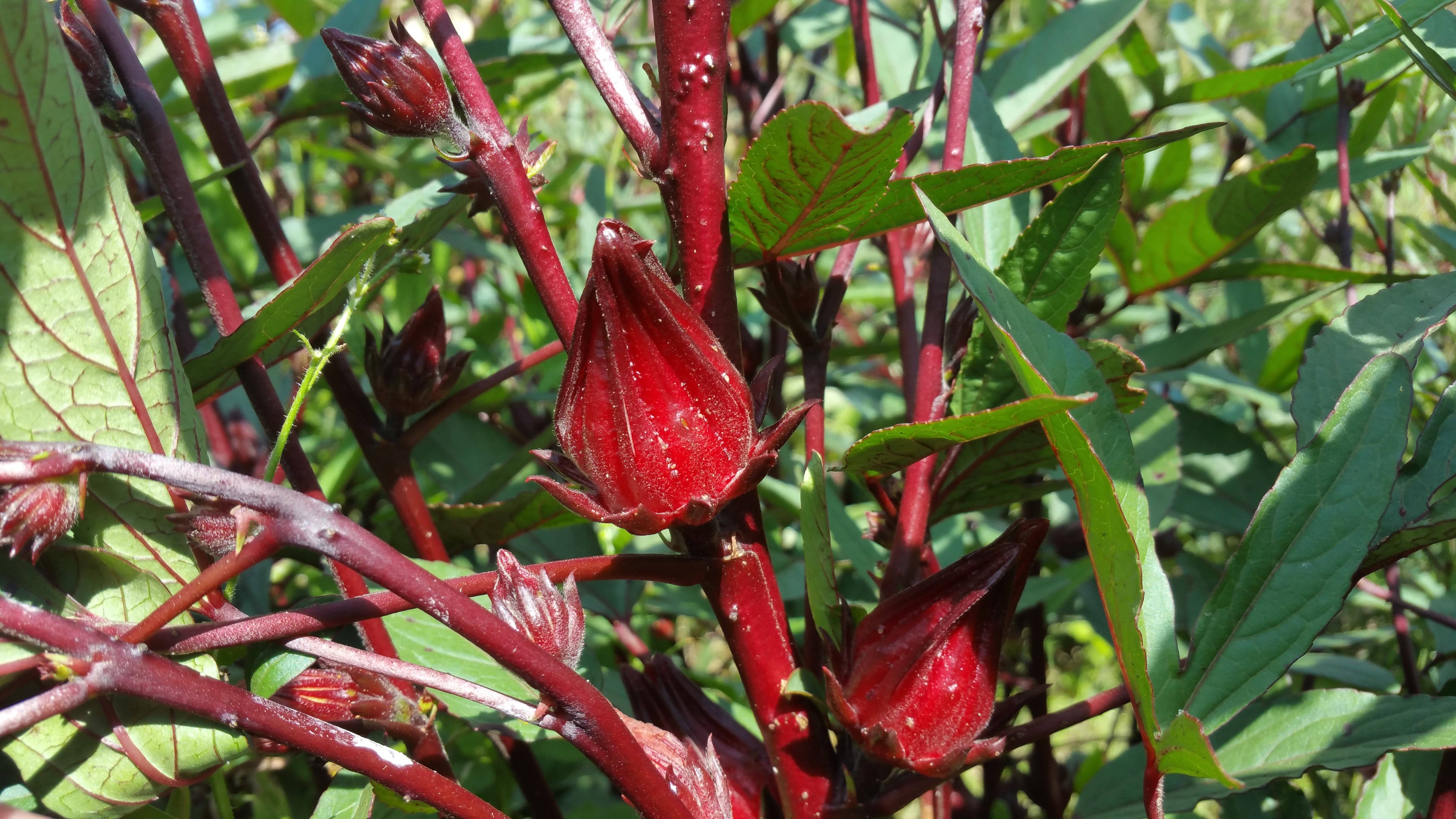 Rayburn Farms - Wholesale Loose Tea - Pisgah Punch3