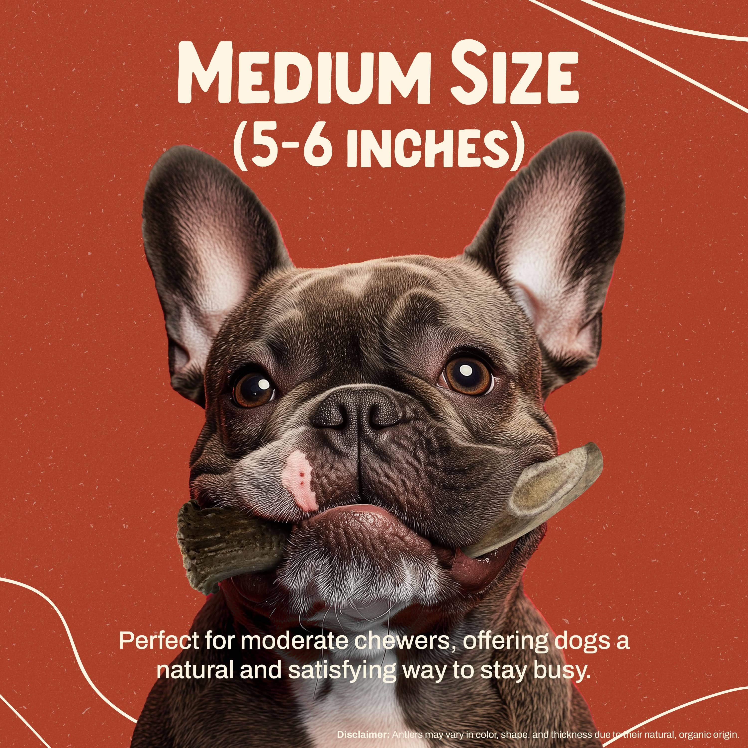 Heartland Antlers - Wholesale Pet Chew Toy - Dog - Deer Antler Chew - Medium (25-45 lbs)2