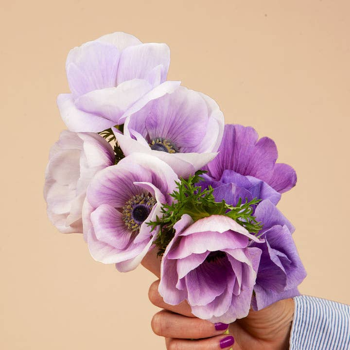 Anemone Jerusalem Blue White - 20 Corms for wholesale by Plantgem