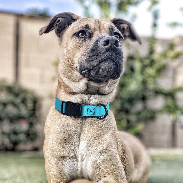 Dogline - Wholesale Pet Collar - Dog - Dogline Biothane Dog Collar with Quick Release