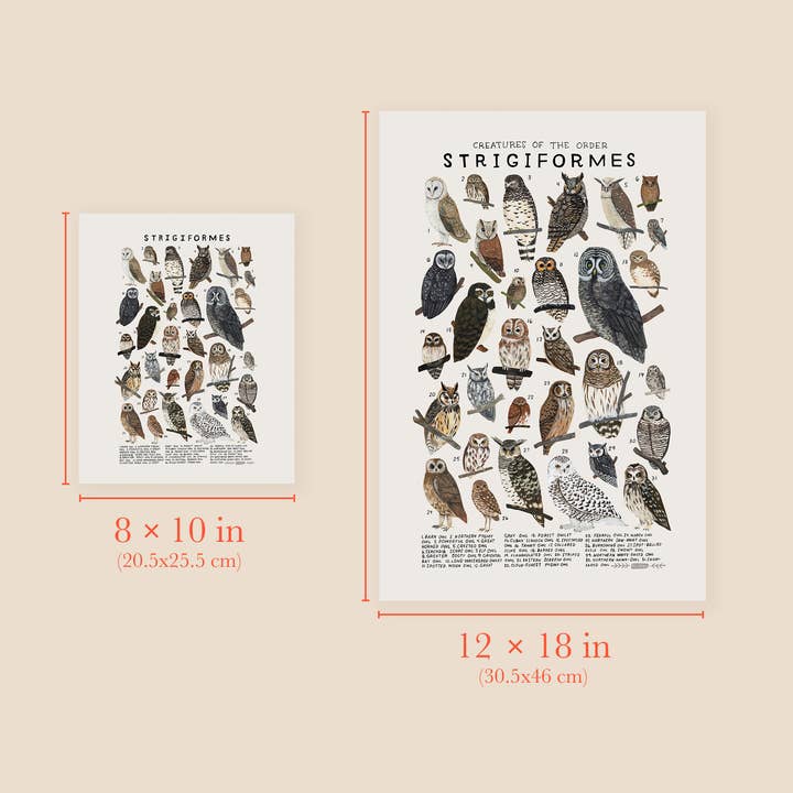 Kelzuki - Wholesale Art Print - Strigiformes: Owls2