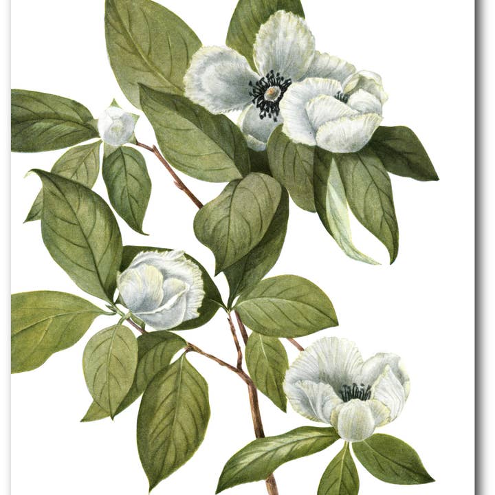 Delicate Foliage II Gallery-Wrapped Canvas Wall Art for wholesale by Courtside Market