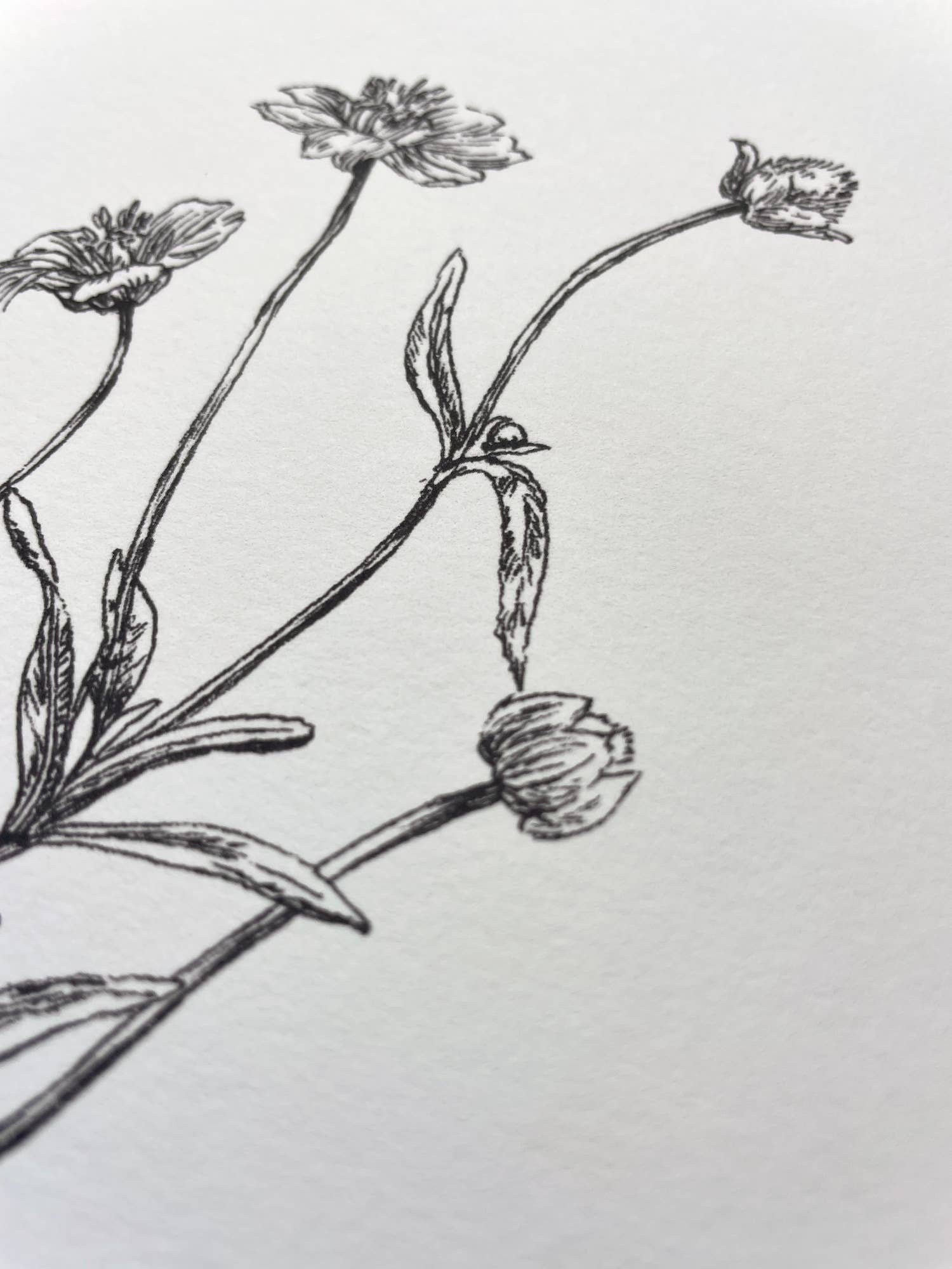 Kara Valentino Ffield Art - Wholesale Art Print - Daisy |  Art Print 4