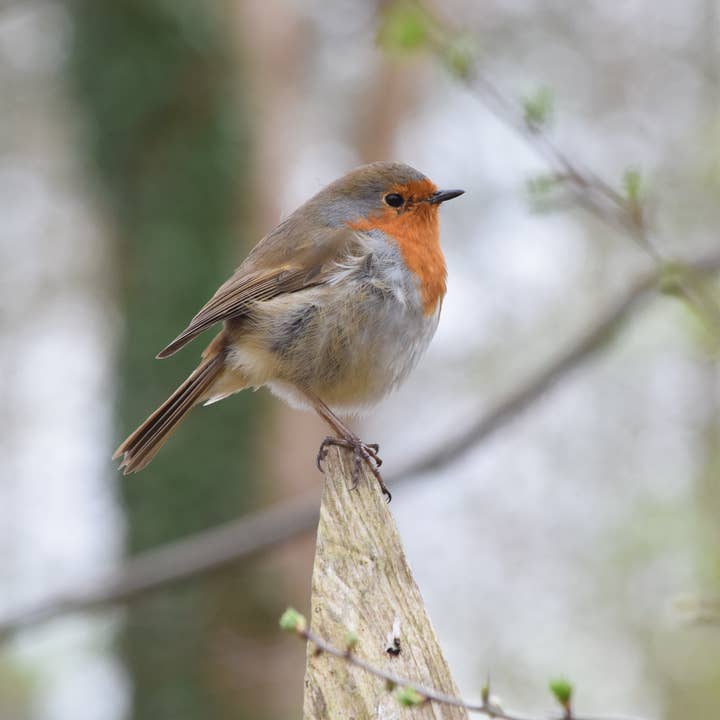 Robin 10 A4 print for wholesale by Red Berry Photos