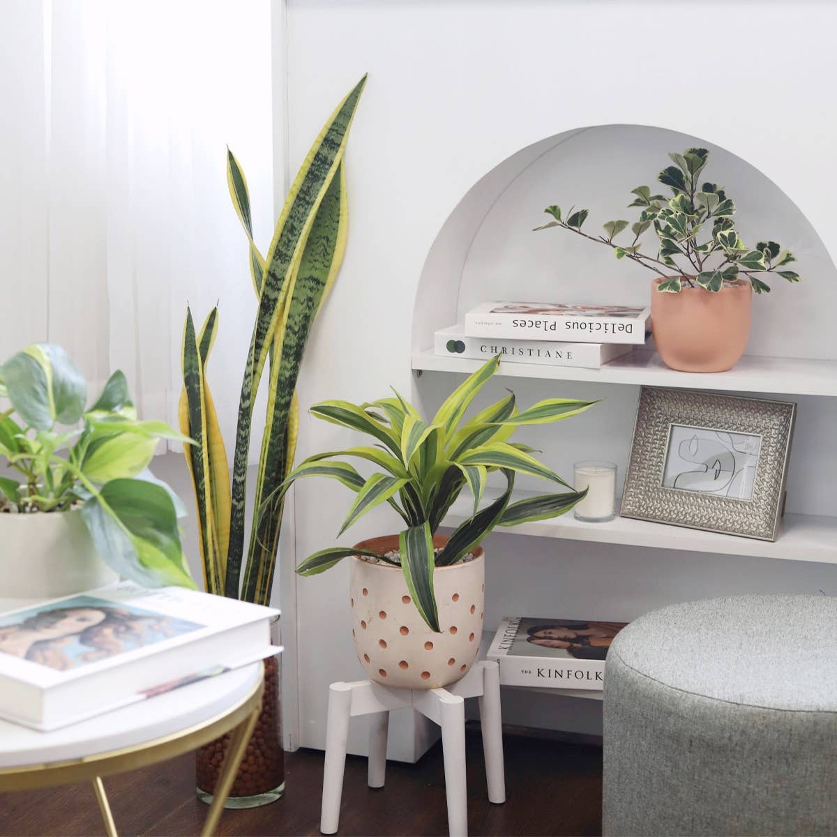 Best Plant Friend - Wholesale Live Plant - Dracaena Lemon Lime - Air Purifying Plant - 4/6 inch  Pot8