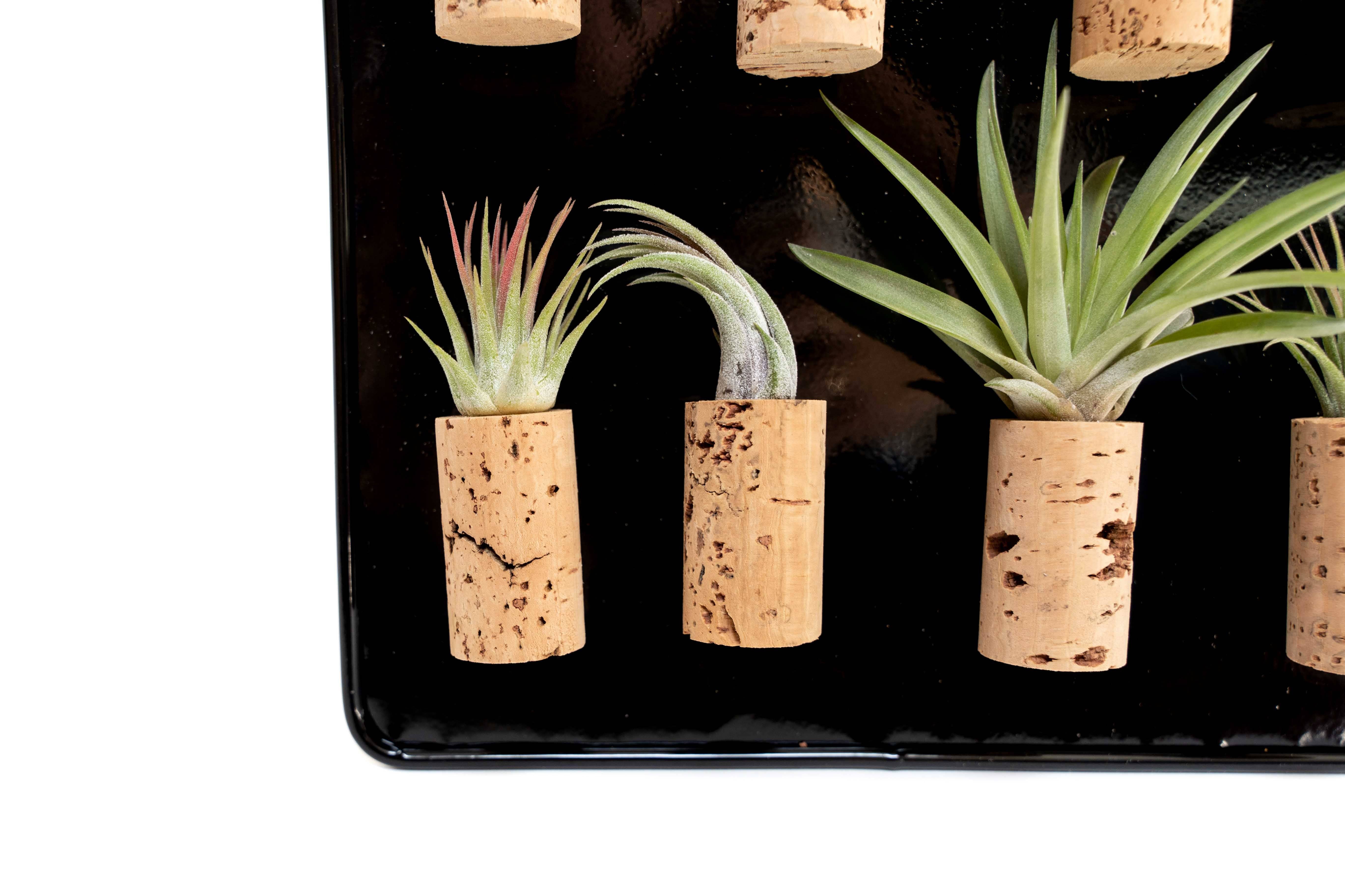 Air Plant Shop - Wholesale Retailer Display - Home & Living - Black Magnetic Retail Display For Our Air Plant Magnets2