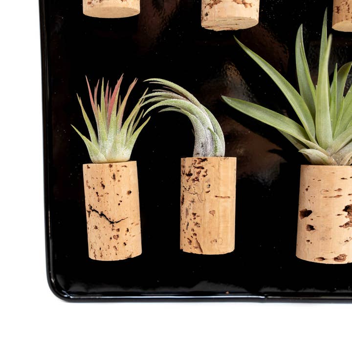 Air Plant Shop - Wholesale Retailer Display - Home & Living - Black Magnetic Retail Display For Our Air Plant Magnets2