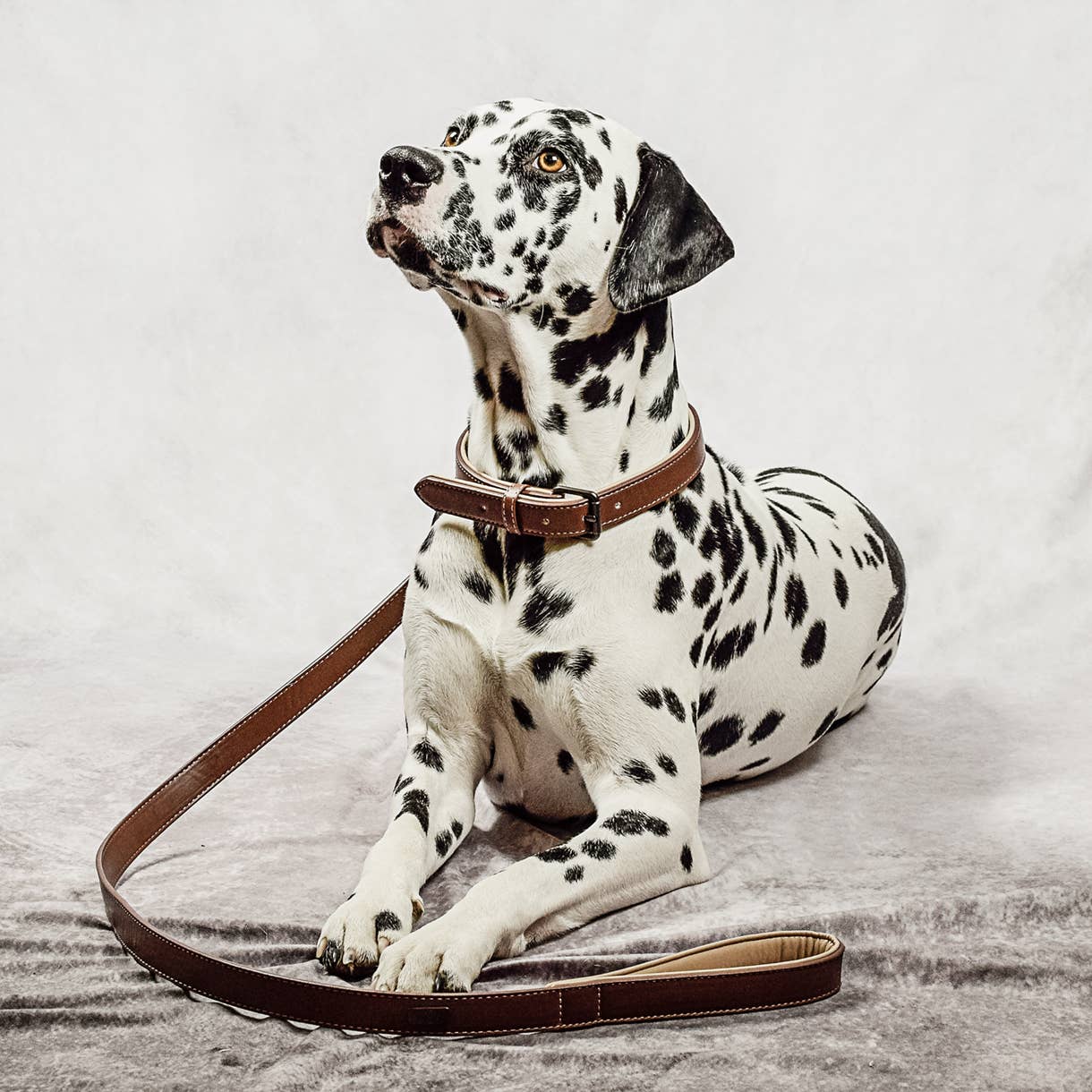 ne&no - Vente Collier – chien - Ensemble collier et laisse ne&no® en cuir vegan pour chiens15