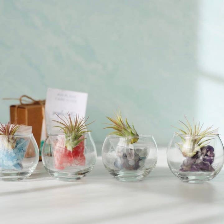 The Simply Crafty Shop - Wholesale Terrarium - Mini Bubble Terrarium Kit- Semi-Precious Stone