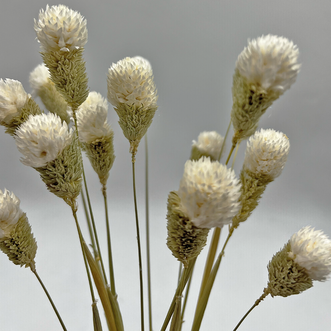 2626 Designs – Engroshandel Tørrede/pressede blomster – Tørret Gomphrena Globosa, 56-61 cm lang, 16 stk/bundt23