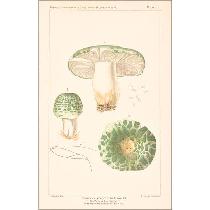 Magnet PL-20 Russula Virescens Mushrooms for wholesale by Found Image Press