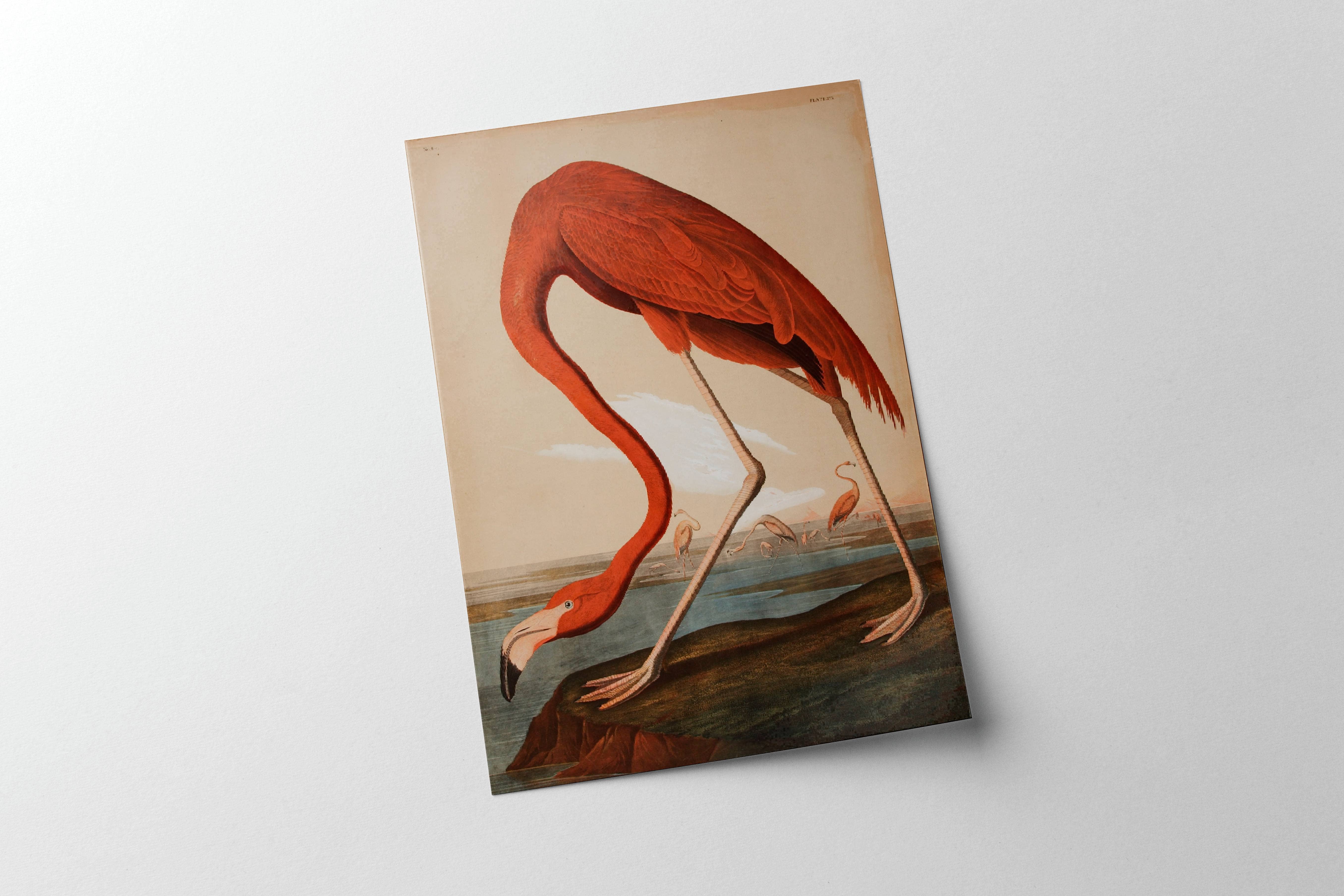 Knot & Soul - Wholesale Art Print - Audubon - Flamingo2