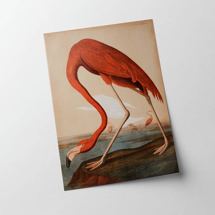 Knot & Soul - Wholesale Art Print - Audubon - Flamingo2