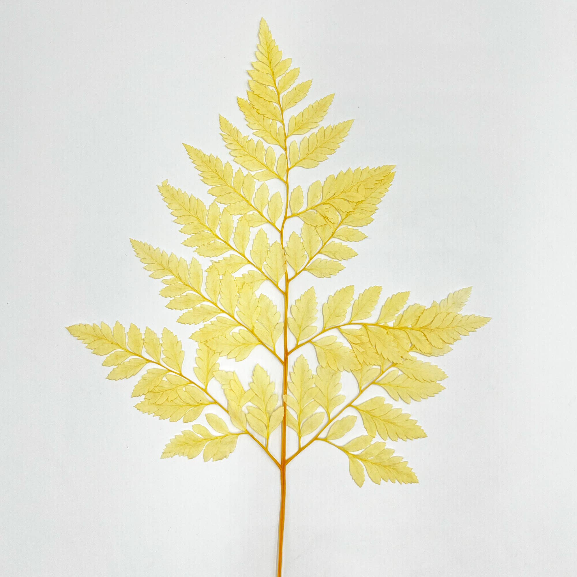 2626 Designs - Vente Fleur séchée/pressée - Fougère Davallia Mariesii séchée et préservée25