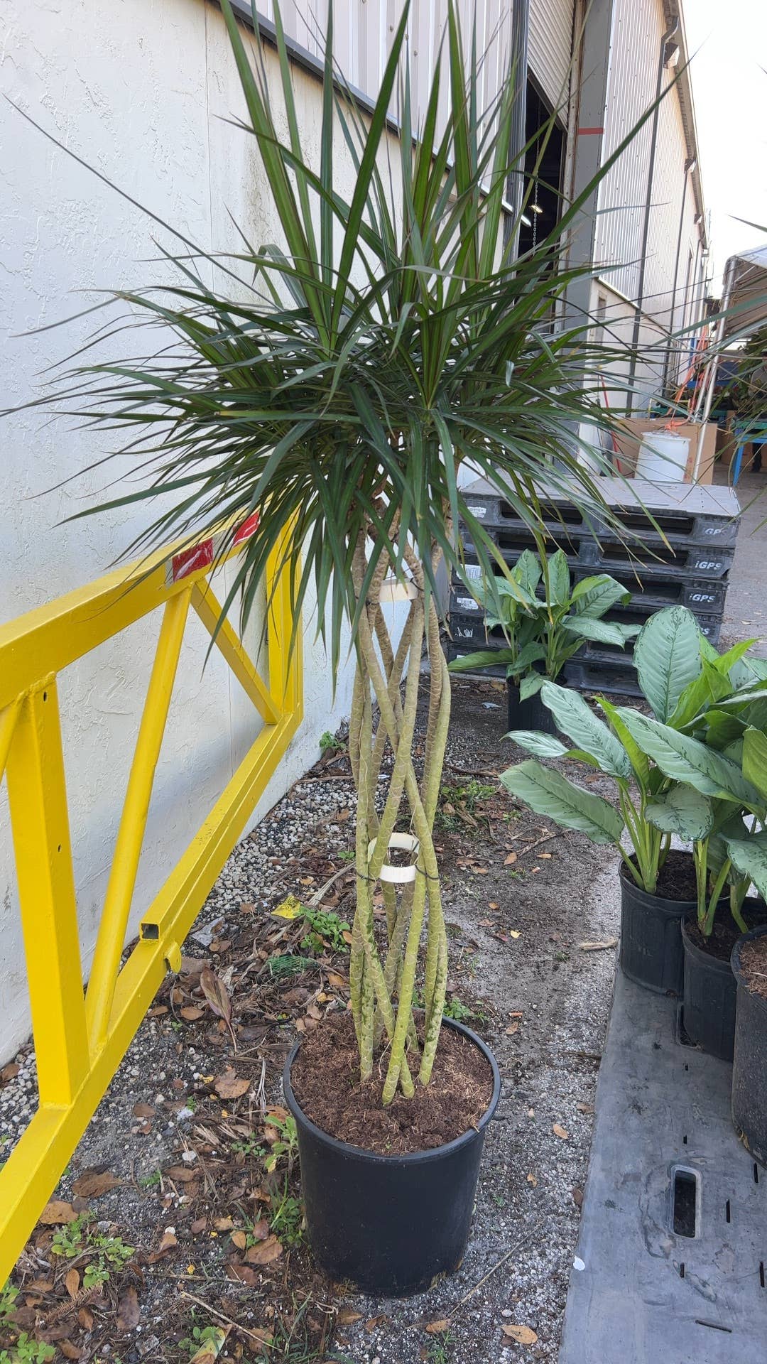 Triad Plants - Vente Plante - Tresse à tissage ouvert Dracaena Marginata, 14 po1