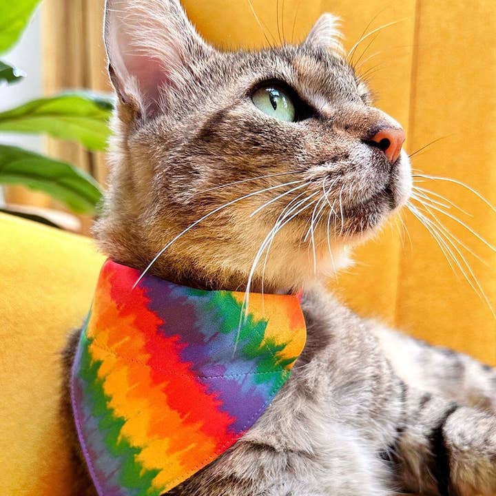 «Celebration» - Bandana con diseño de arcoíris Ombre para gatos y perros pequeños para venta al por mayor de Made By Cleo