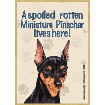 Qui vive un Pinscher in miniatura viziato e marcio! per la vendita all'ingrosso da parte di SJT Enterprises, Inc.