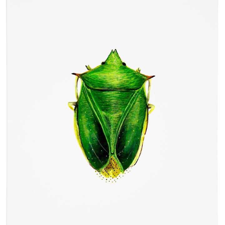 Schild Beetle Art Print voor wholesale door J6R6