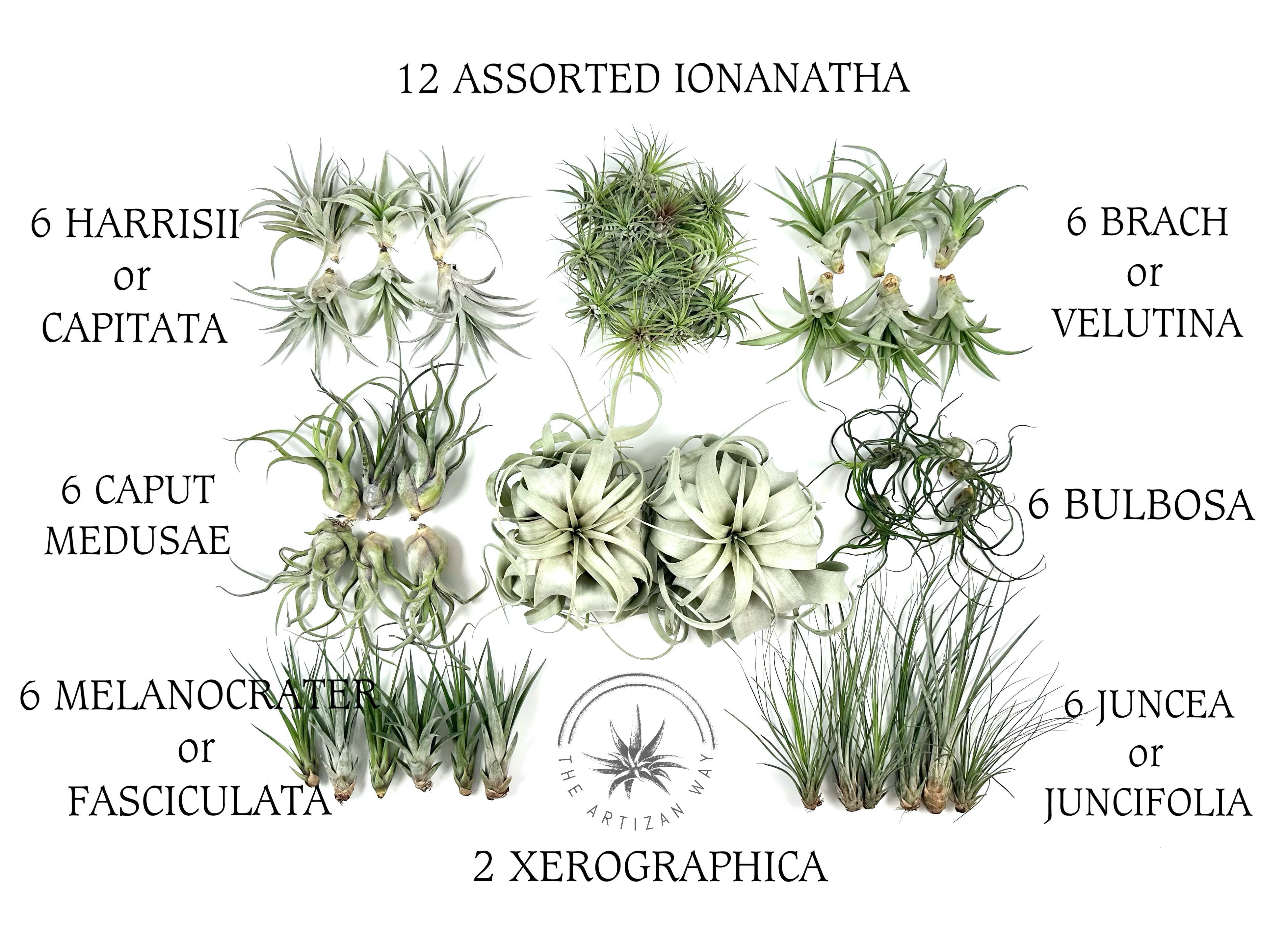 The Artizan Way - Vente Plante - The Essentials Plus - Ensemble de plantes aériennes (50 plantes)3