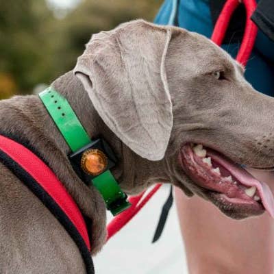 One Bay Distribution - Wholesale Pet collar – Cat/dog - Adventure Lights Guardian Pet Collar Mount Light1