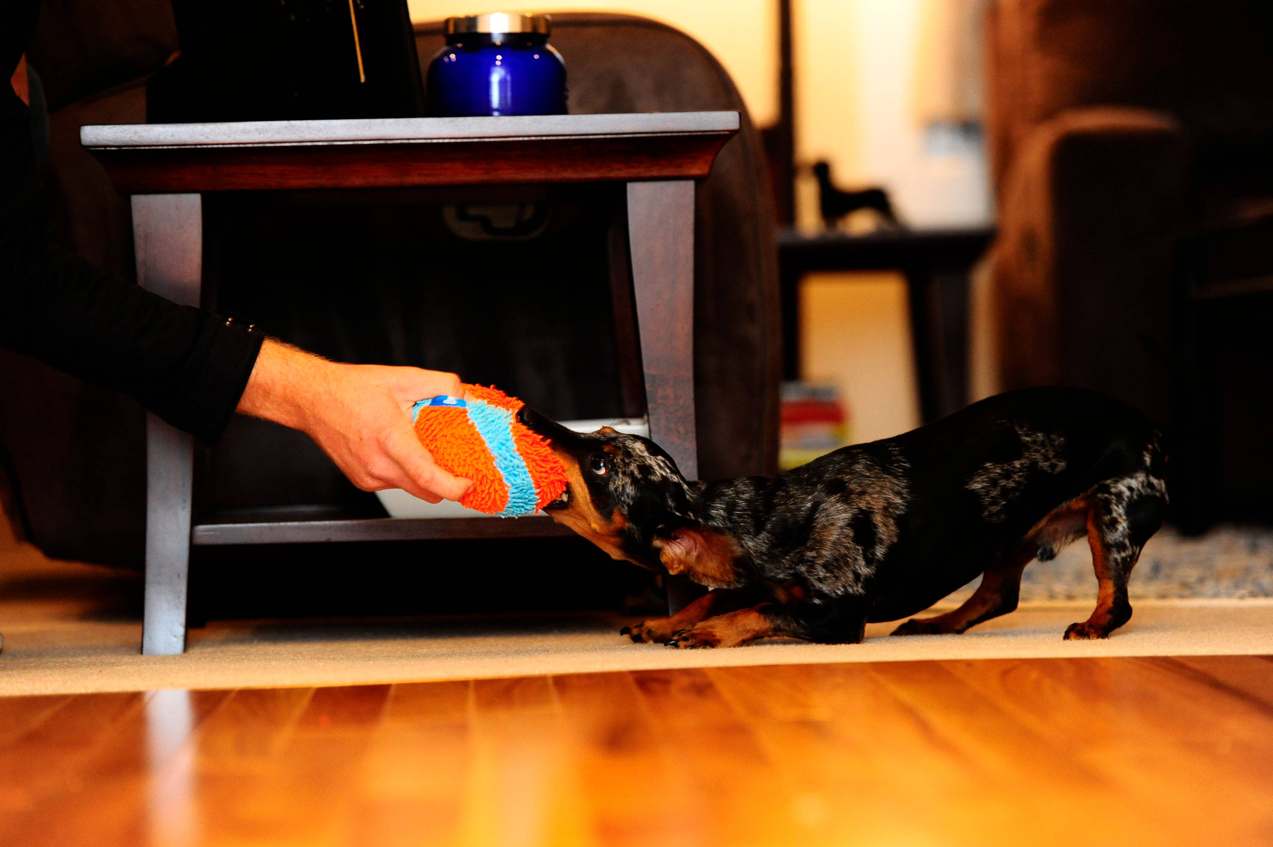 Hofman Animal Care - Wholesale Pet Fetch Ball - Dog - Chuckit Indoor Ball 12 cm1