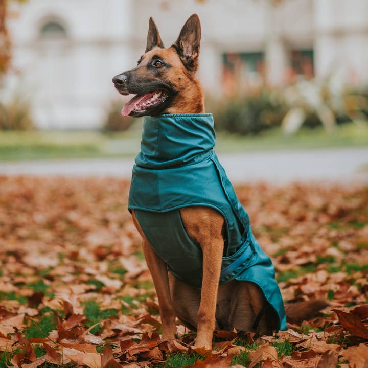Stylish Hound - Wholesale Pet raincoat – Dog - Teal Trench Coat1