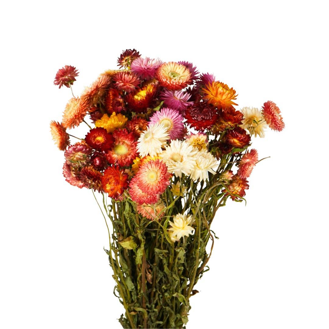 Wildflowers by Floriette - Wholesale Dried/Pressed Flowers - Dried Flowers – Helichrysum Natural1