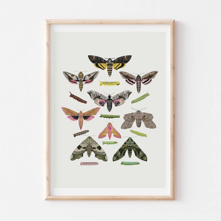 Hawk Moths Illustration, Insect Art Print for wholesale by Rhian Davie Illustration