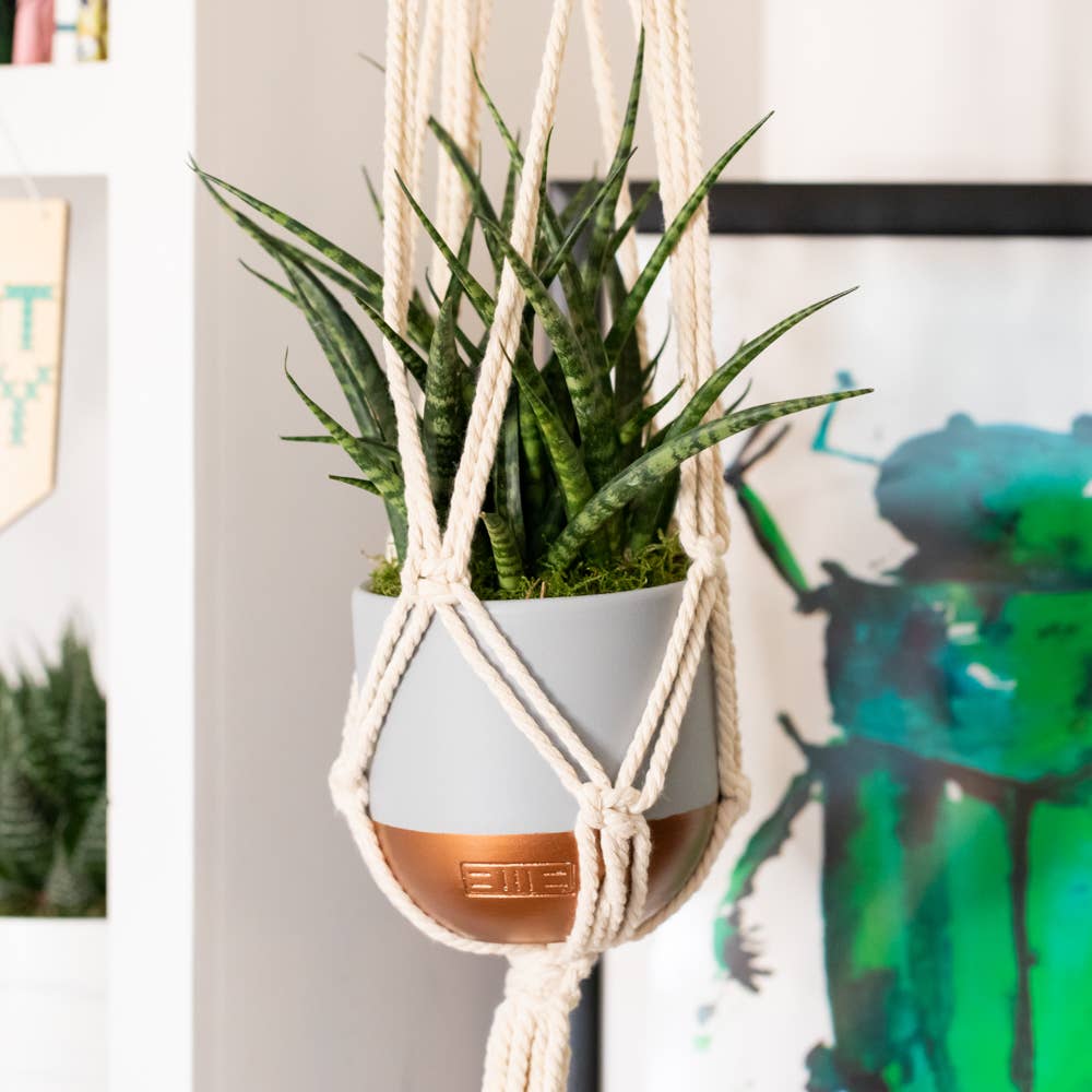 The Little Botanical - Wholesale Live Plant - Sansevieria Fernwood Punk15