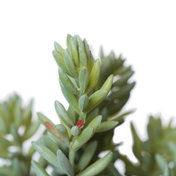 Vickerman 8" Artificial Green and Red Sedum Pick, Set of 3 for wholesale on Faire3