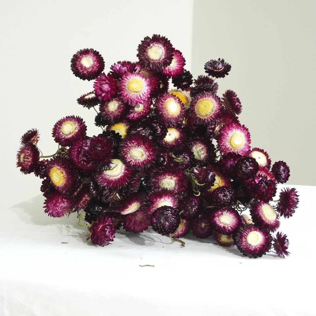 Fence Post Florals - Wholesale Dried/Pressed Flowers - Strawflower-Purple Red1