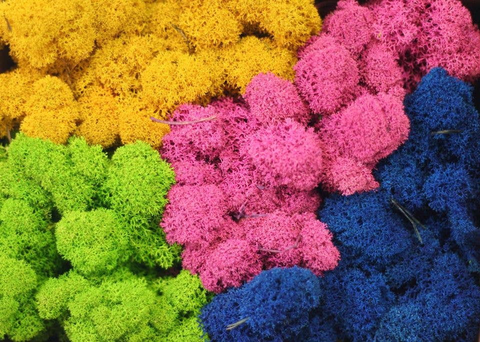 Mossroma - Wholesale Artificial Plant - Stabilized lichen3