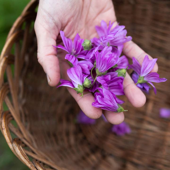MaterNatura – Engroshandel Kropssæbe/brusegel – Blødgørende brusegelé med malva2