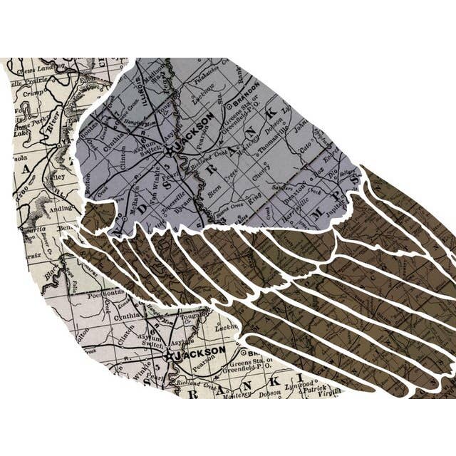 Wooden Pencil Company - Wholesale Art Print - Mississippi State Bird, Map Prints - Northern Mockingbird3