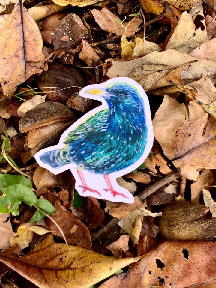 Starling Sticker - nature inspired vinyl sticker with Europe for wholesale by Foot Range Mountain