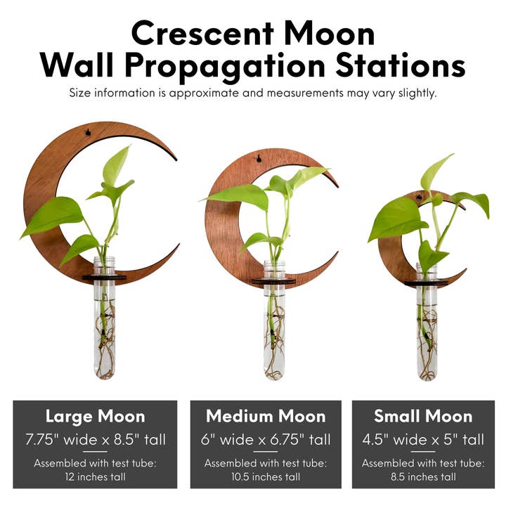 Leaf & Node - Wholesale Hanging Planter - Wall Hanging Propagation Station - Moon Test Tube Holder6