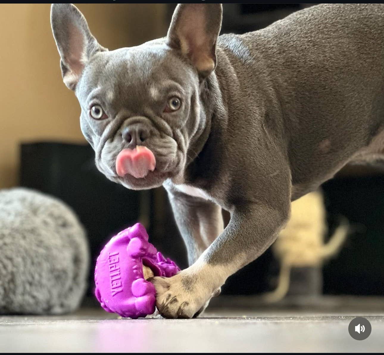 Yeti Dog Chew - Wholesale Pet Chew Toy - Dog - Puff & Play Starter Kit-Yak5