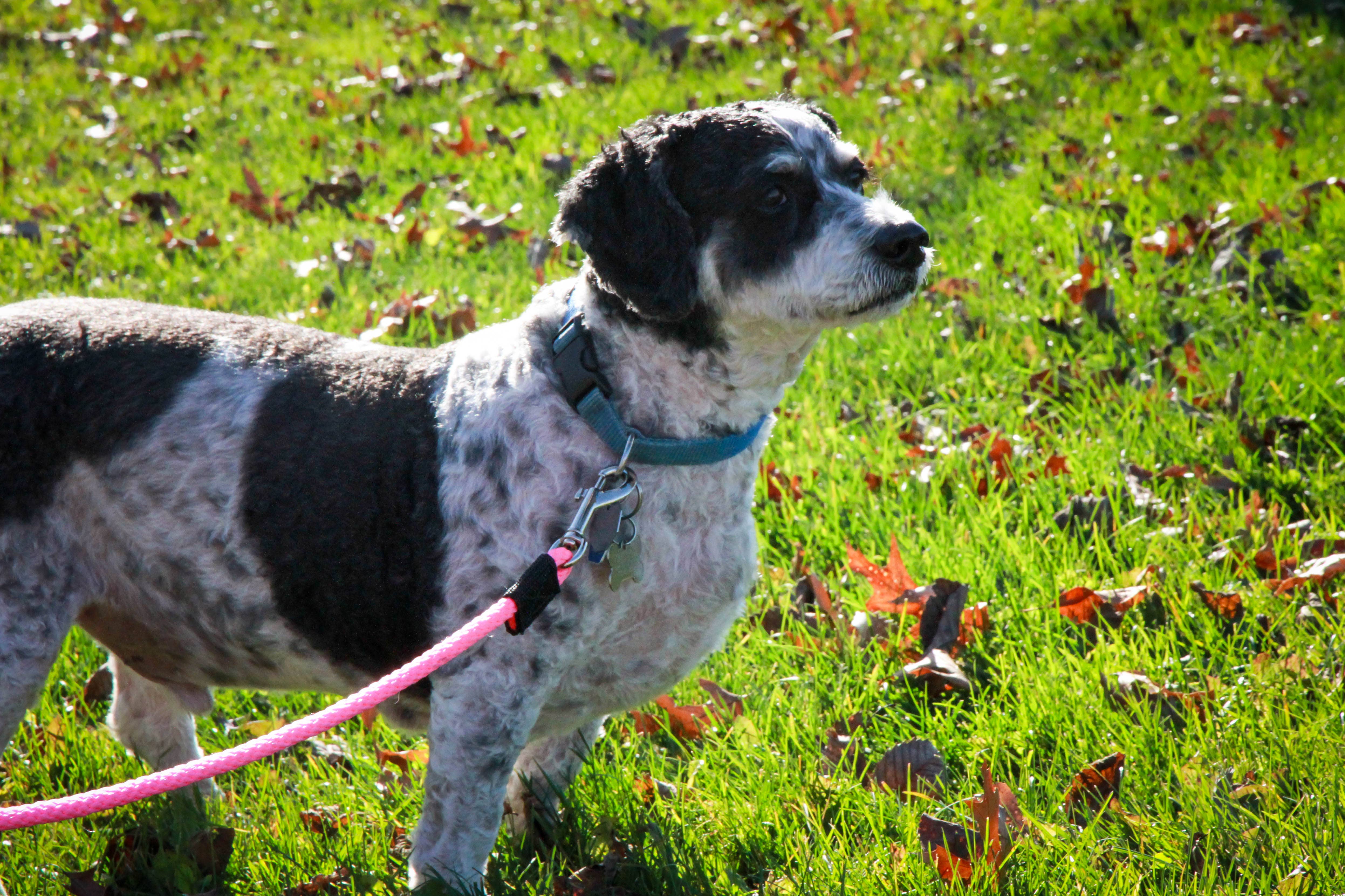 SOFT LINES - Wholesale Pet Leash - Dog - Woven Snap Leash2