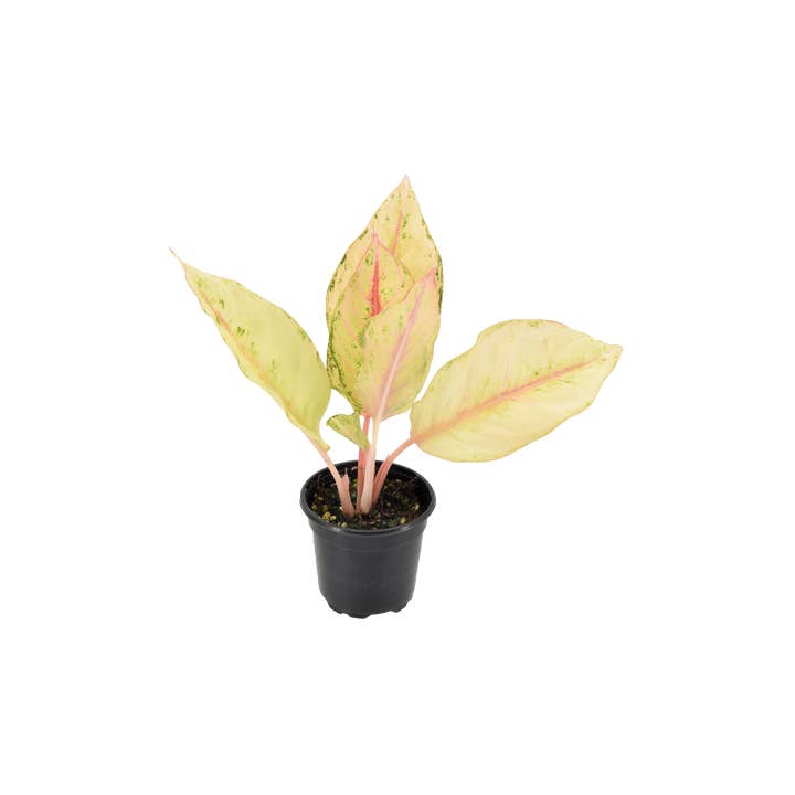 Arcadia Garden Products - Wholesale Live Plant - Aglaonema Lucky 4 inch Grower Pot