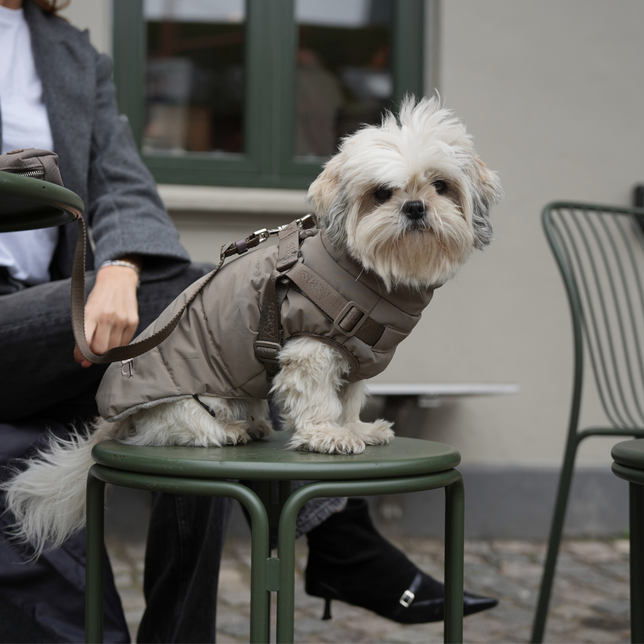 Staey - Wholesale Pet Coat - Dog - Vera Dog Coat with Harness | Sage9