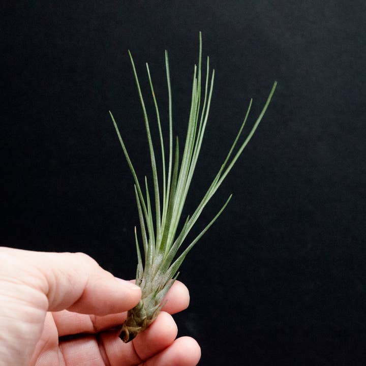 The Artizan Way - Wholesale Live Plant - Tillandsia Juncifolia | Live Air Plant