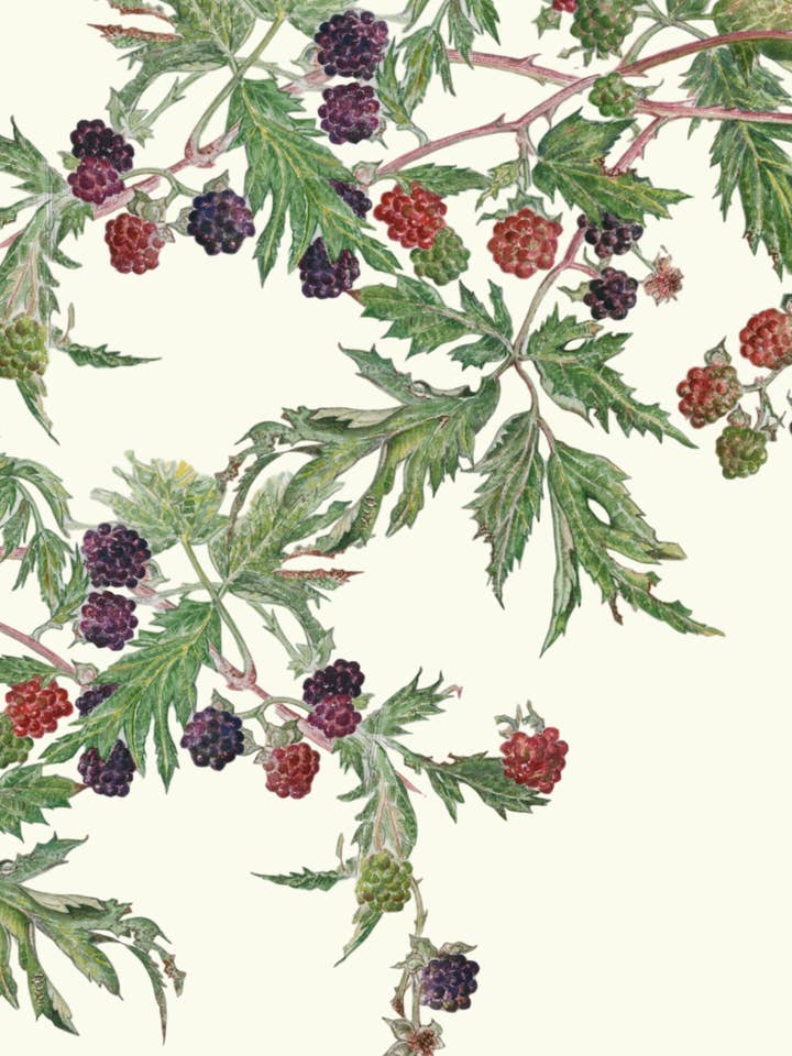 Blackberry greeting card for wholesale by Leafy Lexicon