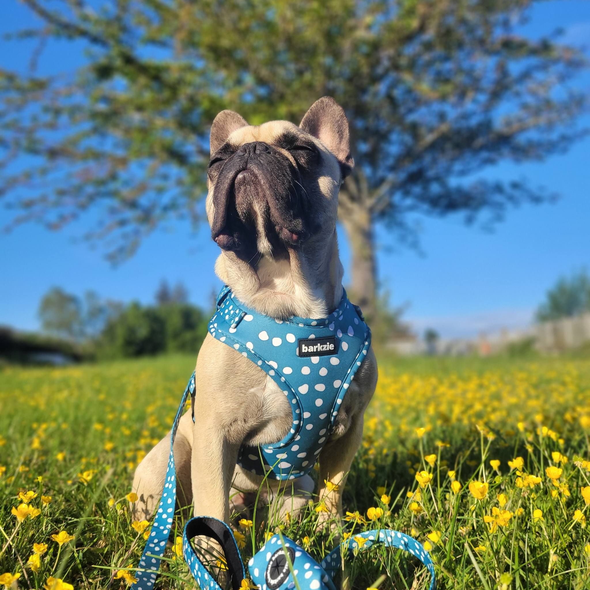 barkzie – Großhandel Leine – Hund – Leine „Nice“ – 1,50 m robuste und flexible Hundeleine1