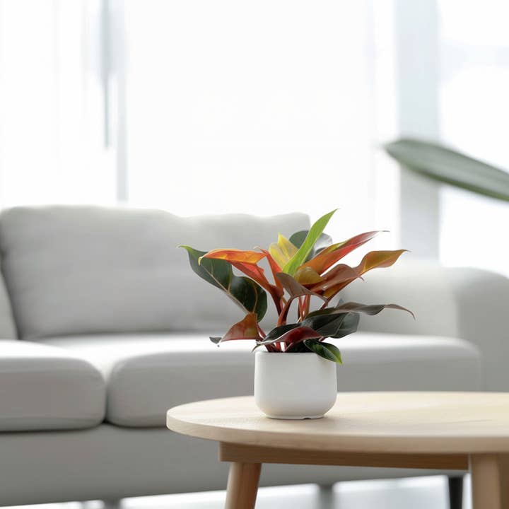 Oasis of Life - Vendita all'ingrosso Piante vive - Philodendron amico degli alberi – Philodendron 'Sun Light' – Pianta d'appartamento tropicale con foglie rosse – Purificante dell'aria & facile da curare – Per soggiorno, ufficio & giardino d'inverno – Altezza 20–30cm – Ø12cm2