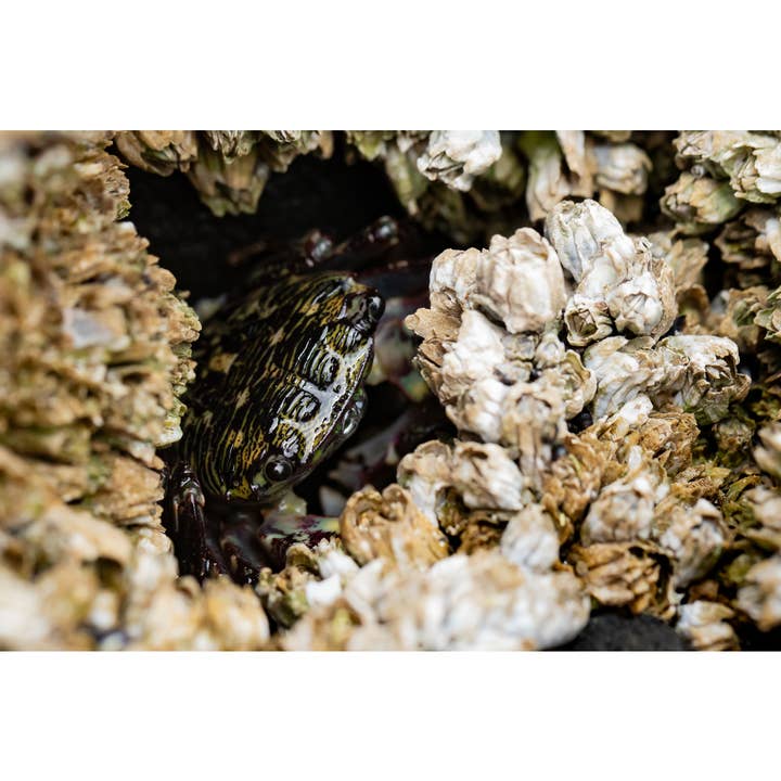 Fotodruck „Hideaways“ • Crabs, Oregon Coast, PNW für den Großhandel von Andrea Morris Art
