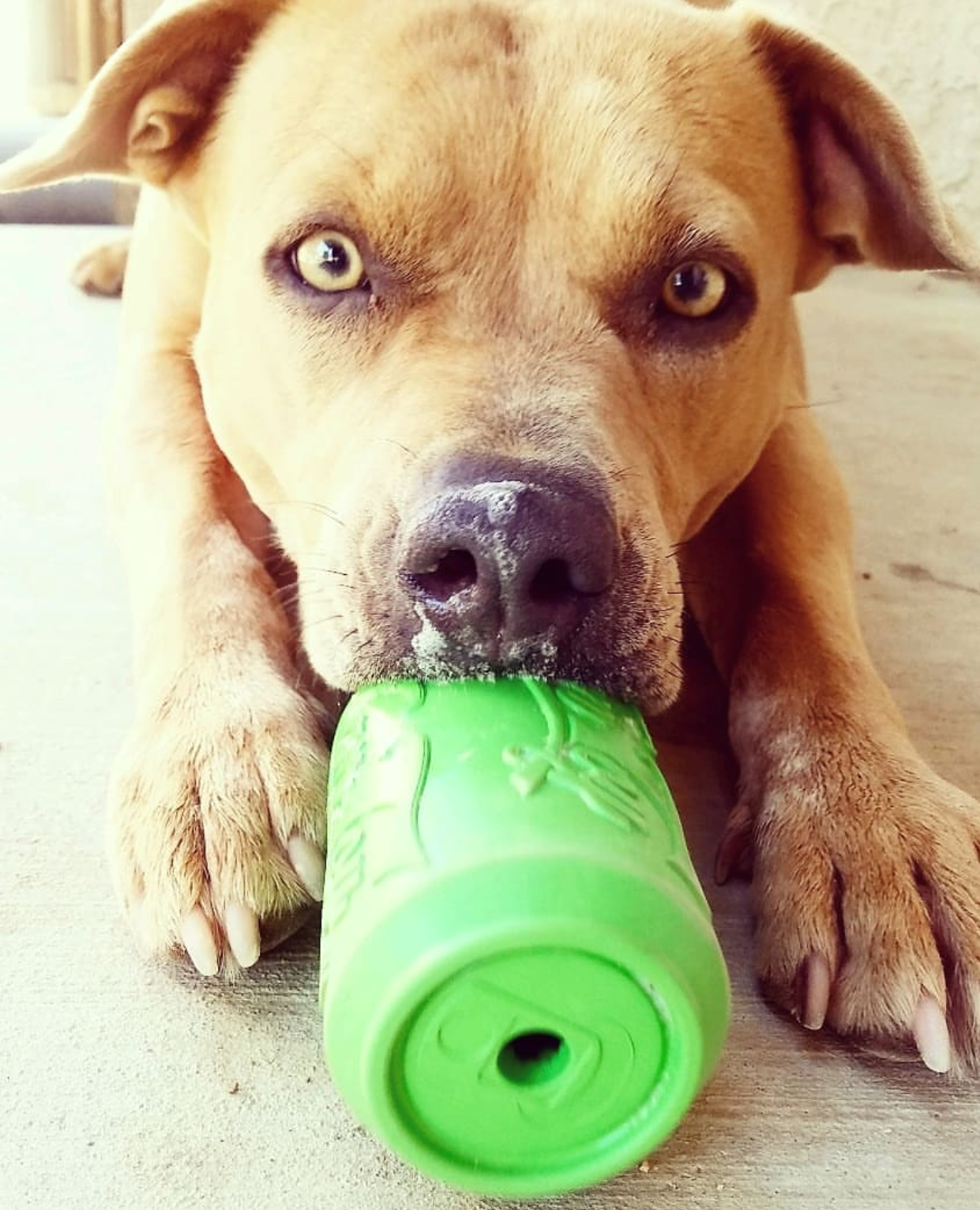 SodaPup Dog Toys - Wholesale Pet Chew Toy - Dog - SP Can Toy - Chew Toy - Treat Dispenser-Multiple size/color3