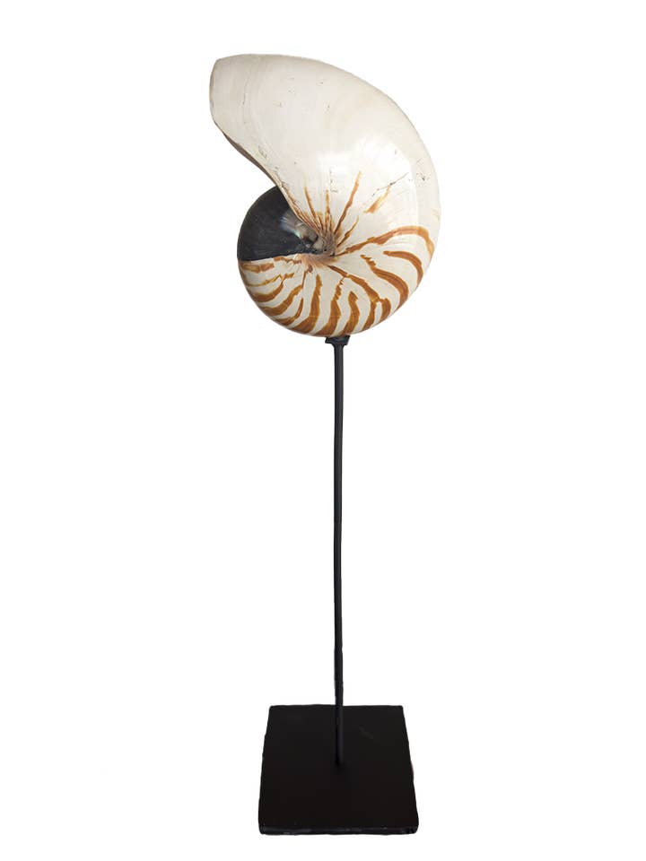 Tiger Nautilus Shell på stativ for engroshandel hos Asian Accents