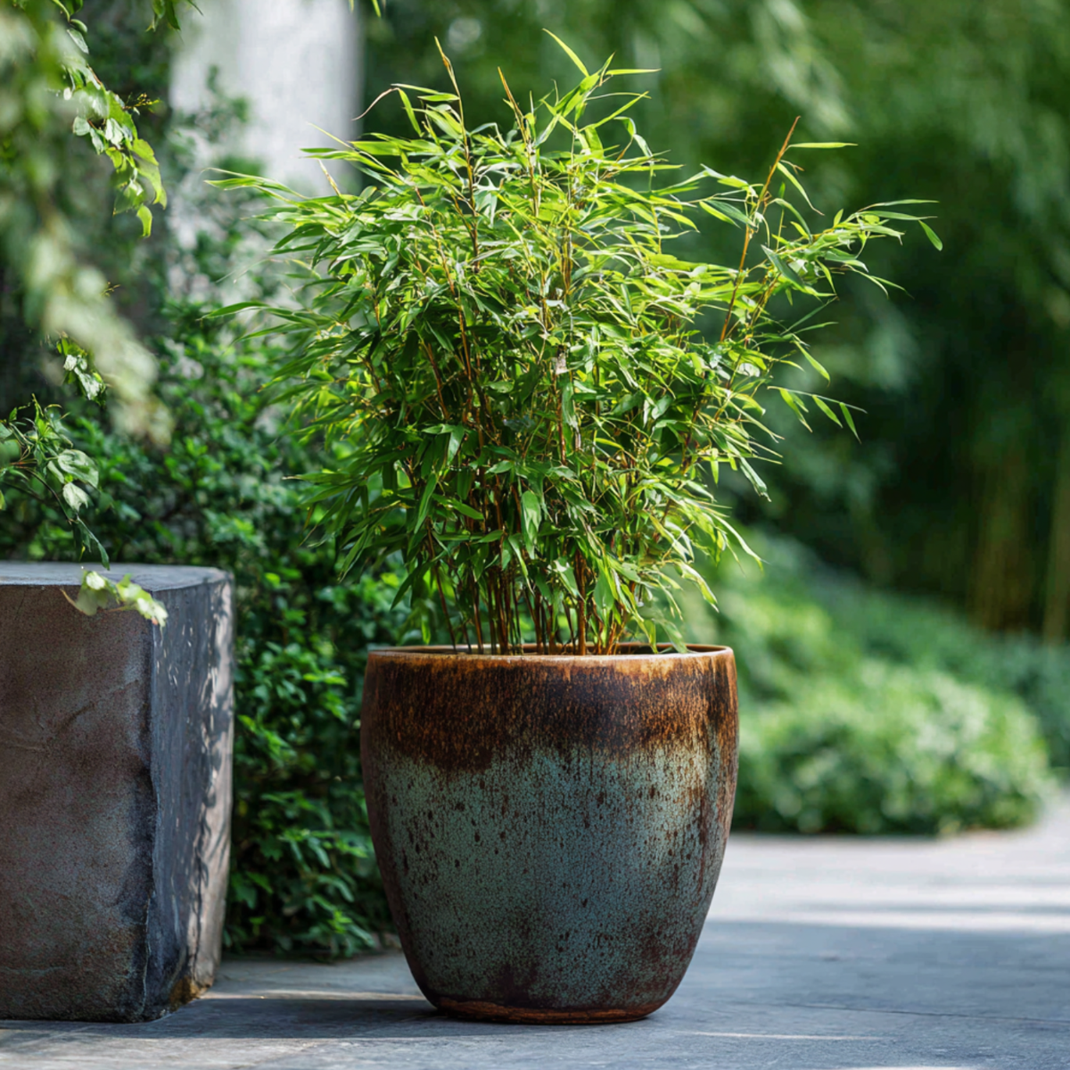 Oasis of Life - Wholesale Live Plant - Bamboo – 4 plants – Fargesia nitida 'Red Dragon' – Height 60–80cm – Ø17cm – Evergreen & hardy bamboo – Non-invasive – Red dragon bamboo as a privacy screen & hedge plant7